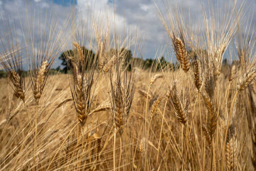 Produzione propria, la nostra azienda agricola